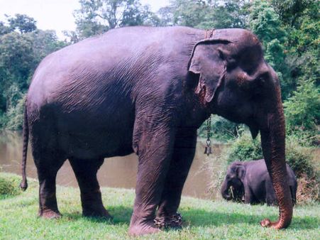 'Indian elephant stranded in Bangladesh to be tranquilised, brought back'