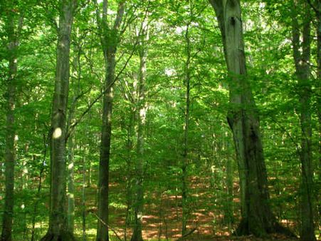 Jammu forest land under encroachment, probe ordered: SVC