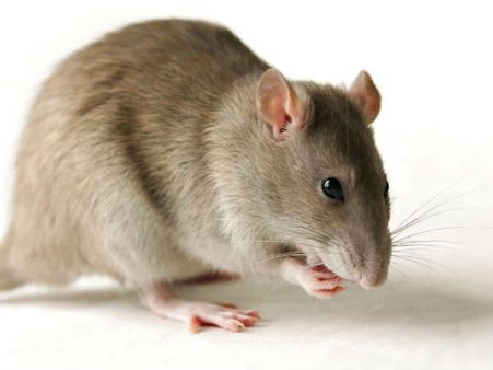 Railways hire 'contract killer' to end rat menace