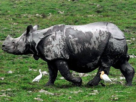 3 more rhino deaths due to flood, 2 deaths by poachers
