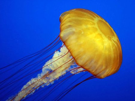 Thailand closes beaches after jellyfish scare