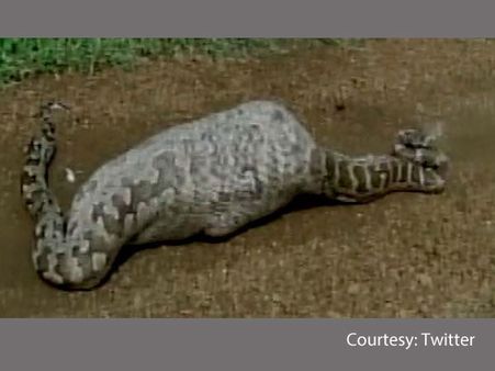 Caught On Camera: 20-foot-long Python Swallows Nilgai