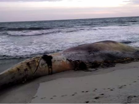Maharashtra: 47-ft-long whale rescued along Konkan coast