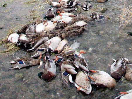Avian flu: 17 more ducks die in Deer Park