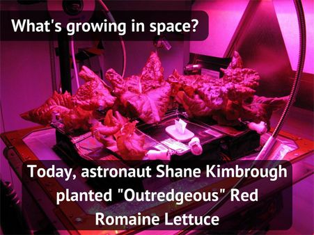 NASA growing lettuce in space