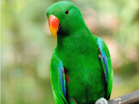 Caught and bowled (over): Pet parrot exposes husband's affair to wife
