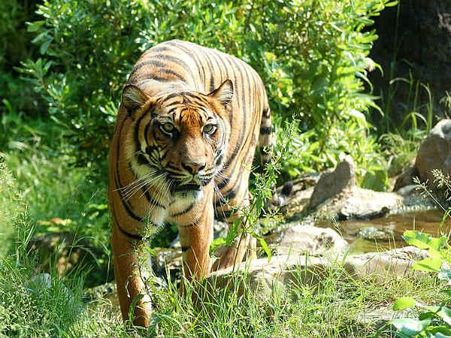 13 tigers die in MP due to poisoning, electrocution