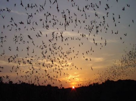 Brazilian free-tailed bat fastest flying mammal