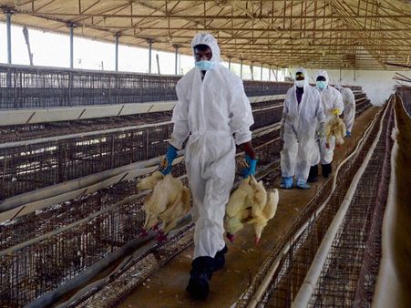 H5N1 virus: Culling of chicken opposed by locals