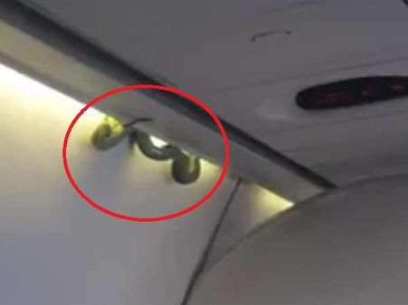 Snake on board Aeromexico flight startles passengers