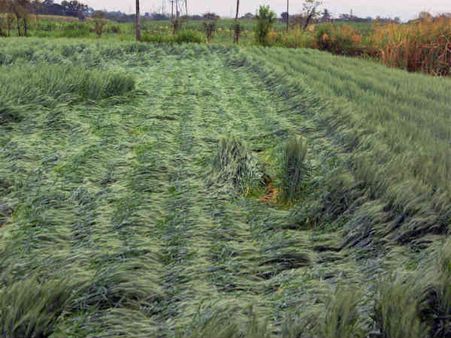 More efficient use of sunlight can improve crop yields