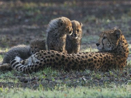 Cheetahs face extinction risk as global population declines