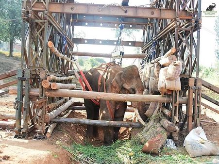 Injured elephant 'Sidda' dies of apathy, multiple injuries