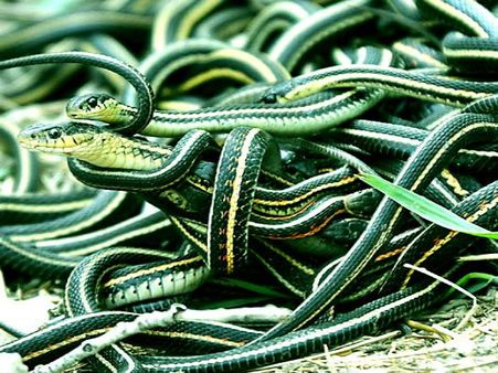 YIKES! 70 deadly Cobras, Vipers seized from house in Pune
