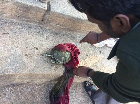 Bengaluru: Pollution chokes turtle, residents rescue it
