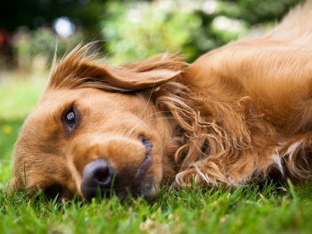 US dog saves owner by lying on him for nearly 24 hours
