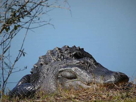Gigantic alligator leaves onlookers awestruck
