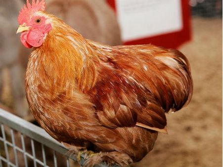 Fresh outbreak of bird flu detected in Bangladesh, 2,268 chickens culled