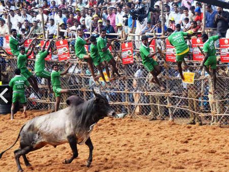 SC refuses to stay TN's Jallikattu bill