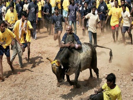 Jallikattu jalwa: Take the bull by the horns? For once, let’s ask the animal