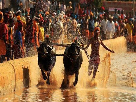 PETA to challenge President's assent to legalise <i>Kambala</i>