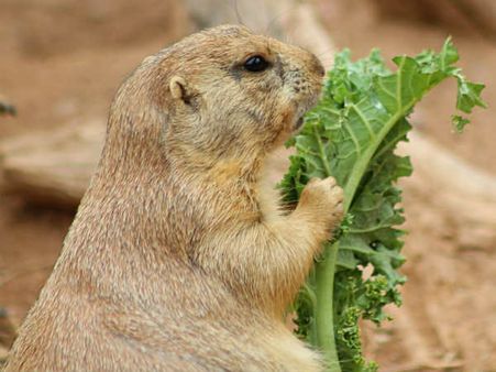 In Pics: US zoos compete on Twitter for the cutest animal title