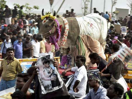 Jallikattu: Day 5, Protestors mood is still combative