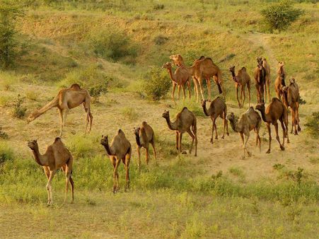 13 camels being smuggled to UP for slaughter rescued in Gurgaon