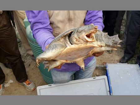 6,400 turtles rescued in UP, main accused arrested