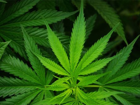 Israel to legalise export of cannabis for medical use