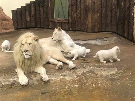 Adorable white lion cubs in a German zoo melt hearts
