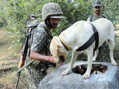 In Pics: ITBP’s four-legged ‘soldiers’ steal the show in Chhattisgarh