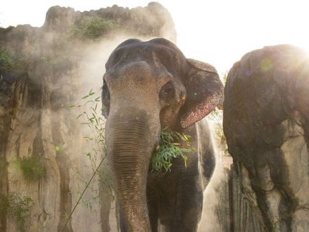 In Pics: Oregon Zoo bids adieu to Packy who was euthanised