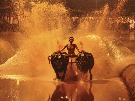 PETA to knock SC's door over Jallikattu, Kambala