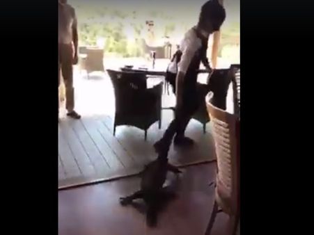 Unperturbed by monstrous reptile, waitress drags it by its tail