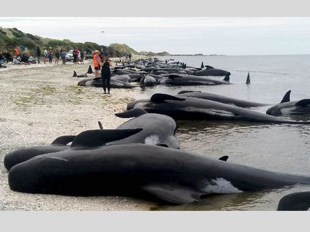 In Pics: 400 whales stranded on New Zealand beach