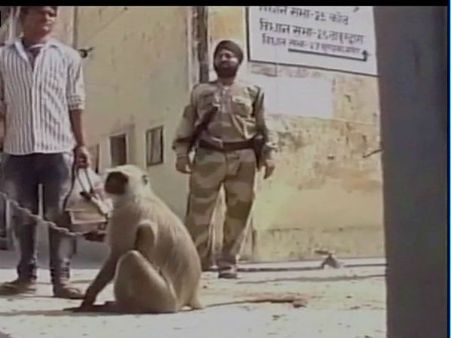 Uttar Pradesh polls 2017: No, it’s not 'donkeys', here monkeys fight monkeys