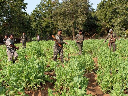 Arunachal Pradesh: Illegal poppy plantation destroyed