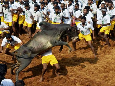 Jallikattu held in Madurai district