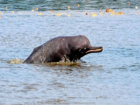 Environment minister: Government is working for protection of river dolphins