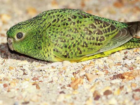 Endangered Australian night parrot spotted after 100 years