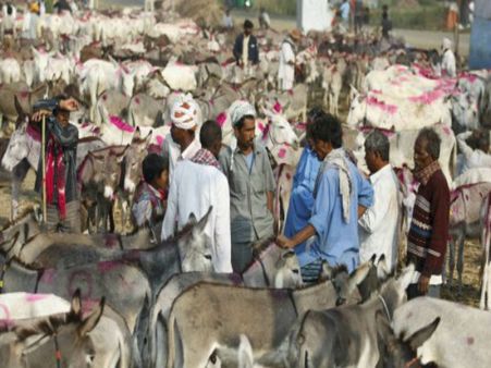 <i>Gujarat ke gadhe</i>? No, donkeys on sale in Uttar Pradesh