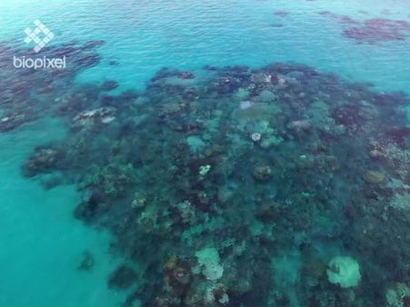 Mass bleaching puts Great barrier reef in jeopardy