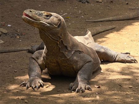 Why is the Komodo Dragon Google's Doodle