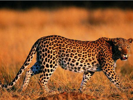 Leopard captured in Doda of J&K