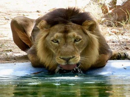 Meat shortage hits UP zoos, 'Lion King' forced to eat chicken