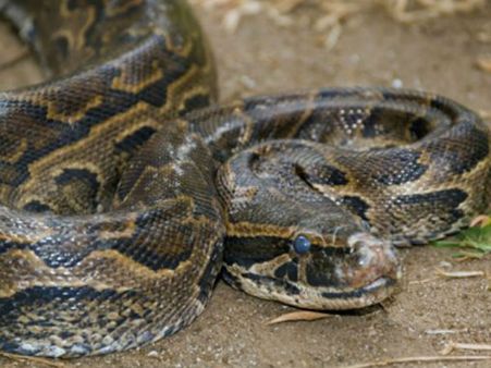 9-foot-long python rescued in Agra