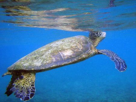 Climate change is turning sea turtles female