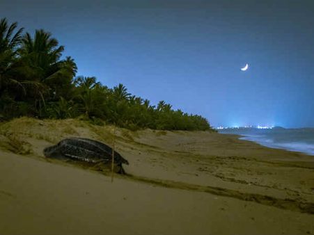 Is Odisha safe for Olive Ridley turtles?
