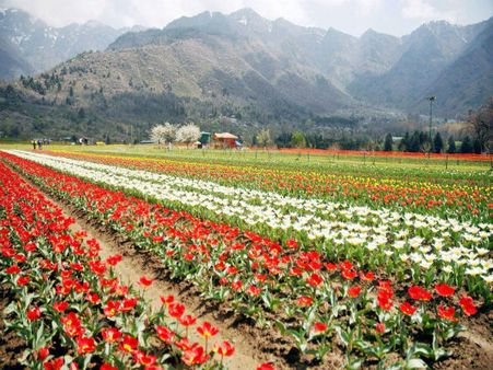 Spring in Kashmir? Srinagar to host Tulip festival amidst violence